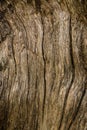 Texture of Bare Tree Truck After Bark Has Fallen Off Royalty Free Stock Photo
