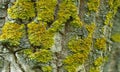 Texture of bark of ancient mighty oak tree trunk with green moss and lichen. Old tree bark background wallpaper. Royalty Free Stock Photo