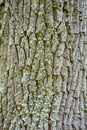 Texture of bark of ancient mighty oak tree trunk with moss and lichen