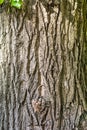 Texture of bark of ancient mighty oak tree trunk with moss and lichen