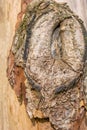 Texture of bark of ancient mighty oak tree trunk with moss and lichen