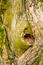 Texture of bark of ancient mighty oak tree trunk with moss and lichen