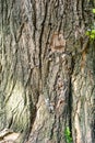 Texture of bark of ancient mighty oak tree trunk with moss and lichen