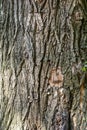 Texture of bark of ancient mighty oak tree trunk with moss and lichen Royalty Free Stock Photo