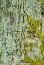 Texture of bark of ancient mighty oak tree trunk with moss and lichen