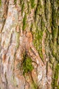 Texture of bark of ancient mighty oak tree trunk with moss and lichen