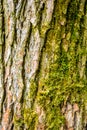 Texture of bark of ancient mighty oak tree trunk with moss and lichen