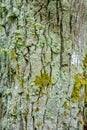 Texture of bark of ancient mighty oak tree trunk with moss and lichen