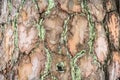 The texture of the bark. Background image. Natural.