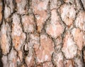 The texture of the bark. Background image. Natural.