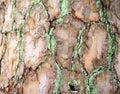 The texture of the bark. Background image. Natural.