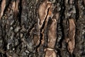 Texture of bark of a burned tree. Coal and carbon.