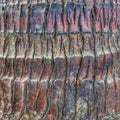 Texture of bark coconut tree Royalty Free Stock Photo