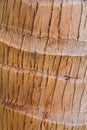 Texture of Bark Coconut Tree. Royalty Free Stock Photo