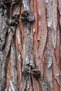 The texture of the bark of a coniferous tree.