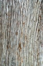 texture of the bark Cupressus Royalty Free Stock Photo