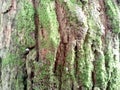 texture of the bark of a decades-old Tamarindus indica tree