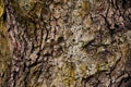 Texture bark of a deciduous tree