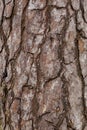 Texture - Bark of a Fir Tree