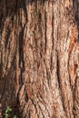 Texture of the bark of Giant Sequoiadendron tree Royalty Free Stock Photo