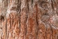 Texture of the bark of Giant Sequoiadendron tree Royalty Free Stock Photo