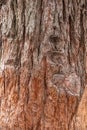 Texture of the bark of Giant Sequoiadendron tree Royalty Free Stock Photo