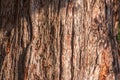 Texture of the bark of Giant Sequoiadendron tree Royalty Free Stock Photo