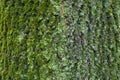 Texture of bark of Norway maple covered with moss and lichen