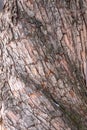 The texture of the bark of an old apple tree Royalty Free Stock Photo