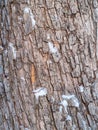 The texture of the bark of an old apple tree with snow in winter Royalty Free Stock Photo