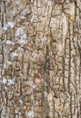 The texture of the bark of an old apple tree with snow in winter Royalty Free Stock Photo
