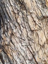 The texture of the bark of an old apple tree with snow in winter Royalty Free Stock Photo