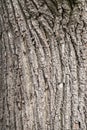 The texture of the bark of an old apple tree Royalty Free Stock Photo