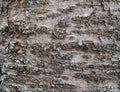 The texture of the bark of an old cherry. Royalty Free Stock Photo