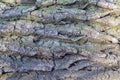 Texture of the bark of an old fallen tree in a city Par Royalty Free Stock Photo