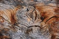 Texture of bark of old juniper. Royalty Free Stock Photo