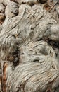 Texture of bark of old juniper. Royalty Free Stock Photo