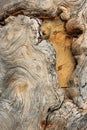 Texture of bark of old juniper. Royalty Free Stock Photo