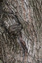 Texture of the bark of old maple tree. Cracked bark, embossed texture of the maple Royalty Free Stock Photo