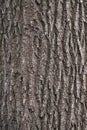 Texture of the bark of old maple tree. Cracked bark, embossed texture of the maple Royalty Free Stock Photo