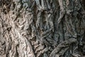 Texture of the bark of old maple tree Royalty Free Stock Photo