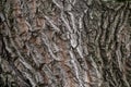 Texture of the bark of old maple tree. Cracked bark, embossed texture of the maple Royalty Free Stock Photo