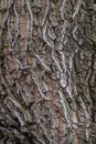 Texture of the bark of old maple tree. Cracked bark, embossed texture of the maple Royalty Free Stock Photo