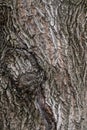 Texture of the bark of old maple tree. Cracked bark, embossed texture of the maple Royalty Free Stock Photo