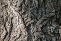 Texture of the bark of old maple tree Royalty Free Stock Photo