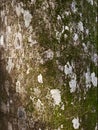 Texture of the bark of old maple tree Royalty Free Stock Photo