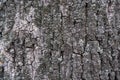 Texture of the bark of an old oak closeup Royalty Free Stock Photo