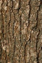 Texture of a Bark of an Old Oak Tree. Background Pattern Royalty Free Stock Photo