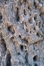 Texture of the bark of an old olive tree Royalty Free Stock Photo