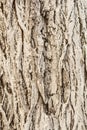 The texture of bark, old tree bark painted with lime, close-up abstract background